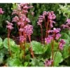 Kæmpestenbræk 'Eroica' Bergenia Cordifolia 'Eroica'® 1 Liter Potte