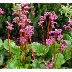 Kæmpestenbræk 'Eroica' Bergenia Cordifolia 'Eroica'® 1 Liter Potte