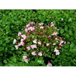 Vedbend-Torskemund Cymbalaria Muralis 'Globosa Rosea' 10 Cm. Potte 6 Vedbend-Torskemund Cymbalaria Muralis 'Globosa Rosea' 10 Cm. Potte -Plantetorvet Butik mi4390 cymbalaria muralis globosa rosea 611c