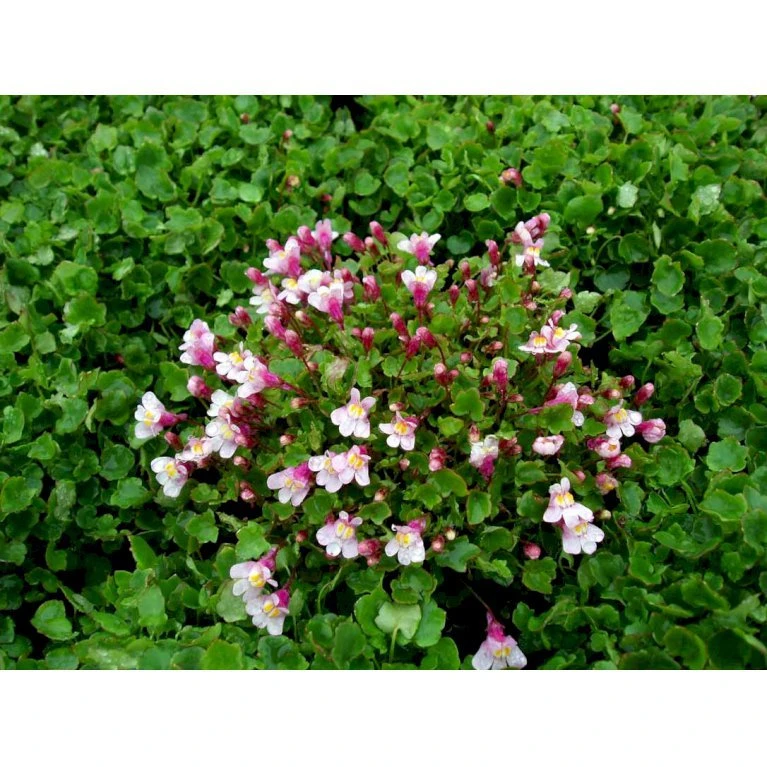 Vedbend-Torskemund Cymbalaria Muralis 'Globosa Rosea' 10 cm. potte Vedbend-Torskemund Cymbalaria Muralis 'Globosa Rosea' 10 Cm. Potte -Plantetorvet Butik mi4390 cymbalaria muralis globosa rosea 611c