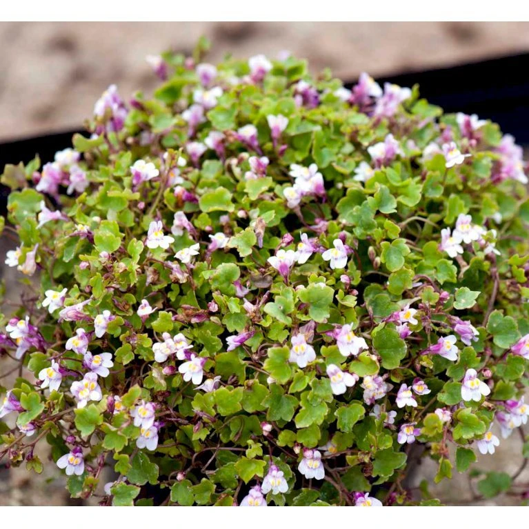 Vedbend-Torskemund Cymbalaria Muralis 'Globosa Rosea' 10 cm. potte Vedbend-Torskemund Cymbalaria Muralis 'Globosa Rosea' 10 Cm. Potte -Plantetorvet Butik mi4390 cymbalaria muralis globosa rosea 754c
