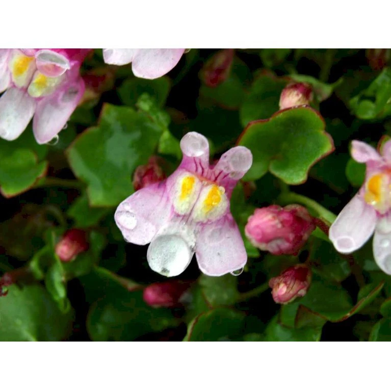 Vedbend-Torskemund Cymbalaria Muralis 'Globosa Rosea' 10 cm. potte Vedbend-Torskemund Cymbalaria Muralis 'Globosa Rosea' 10 Cm. Potte -Plantetorvet Butik mi4390 cymbalaria muralis globosa rosea 82c8