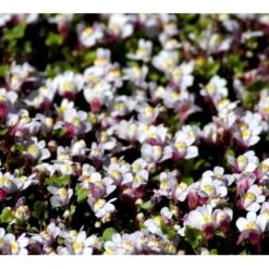 Vedbend-Torskemund Cymbalaria Muralis 'Globosa Rosea' 10 Cm. Potte 4 Vedbend-Torskemund Cymbalaria Muralis 'Globosa Rosea' 10 Cm. Potte -Plantetorvet Butik mi4390 cymbalaria muralis globosa rosea b996