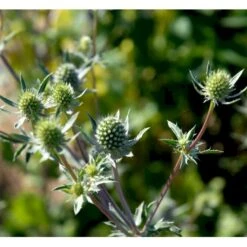 Russisk Mandstro Eryngium Planum Bakke Med 12 Stk. -Plantetorvet Butik mi4395 eryngium planum 2995