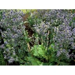 Russisk Mandstro Eryngium Planum Bakke Med 12 Stk. -Plantetorvet Butik mi4395 eryngium planum 2f06