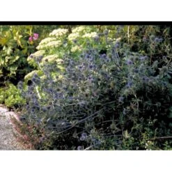 Russisk Mandstro Eryngium Planum 'Blauekappe' 1 Liter Potte -Plantetorvet Butik mi4397 eryngium planum blaukappe 90d8