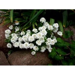 Snepude 'Weisser Zwerg' Iberis Sempervirens 'weisser Zwerg' ('Little Gem') 10 Cm. Potte 4 Snepude 'Weisser Zwerg' Iberis Sempervirens 'weisser Zwerg' ('Little Gem') 10 Cm. Potte -Plantetorvet Butik mi4410 iberis sempervirens weisser zwerg 425c