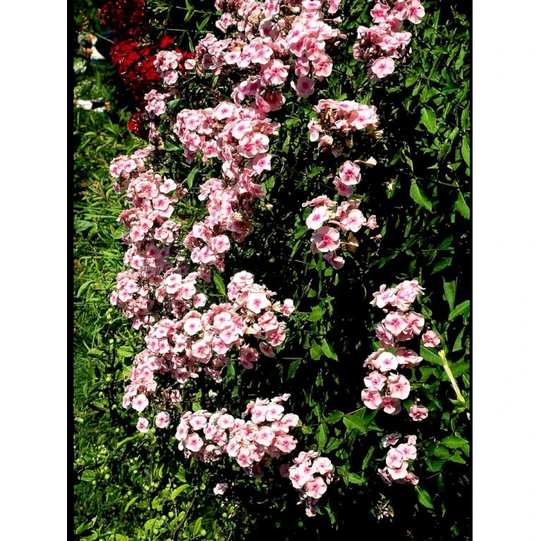 Høstfloks 'Bright Eyes' Phlox Paniculata 'Bright Eyes' 3,5 liter potte Høstfloks 'Bright Eyes' Phlox Paniculata 'Bright Eyes' 3,5 Liter Potte -Plantetorvet Butik mi4450 phlox paniculata bright eyes 1dc8