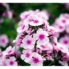 Høstfloks 'Bright Eyes' Phlox Paniculata 'Bright Eyes' 3,5 Liter Potte 2 Høstfloks 'Bright Eyes' Phlox Paniculata 'Bright Eyes' 3,5 Liter Potte -Plantetorvet Butik mi4450 phlox paniculata bright eyes ef7d