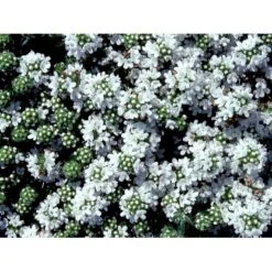 Smalbladet Timian 'Albiflorus' Thymus Praecox 'Albiflorus' 10 Cm. Potte 4 Smalbladet Timian 'Albiflorus' Thymus Praecox 'Albiflorus' 10 Cm. Potte -Plantetorvet Butik mi4492 thymus praecox albiflorus e6ae