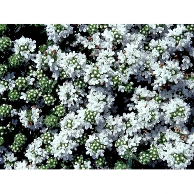 Smalbladet Timian 'Albiflorus' Thymus Praecox 'Albiflorus' 10 cm. potte Smalbladet Timian 'Albiflorus' Thymus Praecox 'Albiflorus' 10 Cm. Potte -Plantetorvet Butik mi4492 thymus praecox albiflorus e6ae