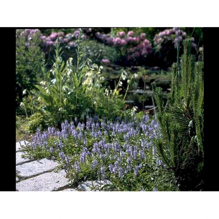 Læge ærenpris 'Allgrün' Veronica Officinalis 'Allgrün' 10 cm. potte Læge ærenpris 'Allgrün' Veronica Officinalis 'Allgrün' 10 Cm. Potte -Plantetorvet Butik mi4497 veronica officinalis allgruen d9df