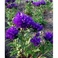 Nøgleklokke 'Superba' Campanula Glomerata 'Superba' 1 Liter Potte 6 Nøgleklokke 'Superba' Campanula Glomerata 'Superba' 1 Liter Potte -Plantetorvet Butik mi450 campanula glomerata superba 17f9