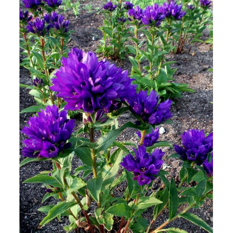 Nøgleklokke 'Superba' Campanula Glomerata 'Superba' 1 liter potte Nøgleklokke 'Superba' Campanula Glomerata 'Superba' 1 Liter Potte -Plantetorvet Butik mi450 campanula glomerata superba 17f9