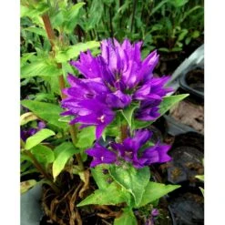 Nøgleklokke 'Superba' Campanula Glomerata 'Superba' 1 Liter Potte 5 Nøgleklokke 'Superba' Campanula Glomerata 'Superba' 1 Liter Potte -Plantetorvet Butik mi450 campanula glomerata superba 48da