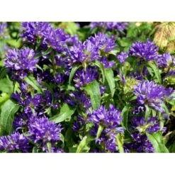 Nøgleklokke 'Superba' Campanula Glomerata 'Superba' 1 Liter Potte 8 Nøgleklokke 'Superba' Campanula Glomerata 'Superba' 1 Liter Potte -Plantetorvet Butik mi450 campanula glomerata superba 4eaf