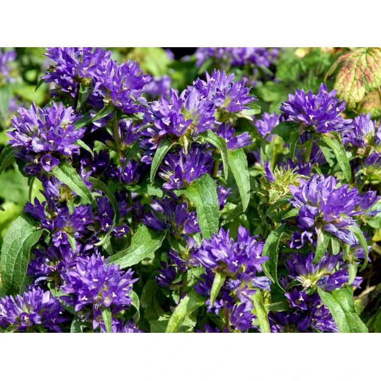 Nøgleklokke 'Superba' Campanula Glomerata 'Superba' 1 liter potte Nøgleklokke 'Superba' Campanula Glomerata 'Superba' 1 Liter Potte -Plantetorvet Butik mi450 campanula glomerata superba 4eaf