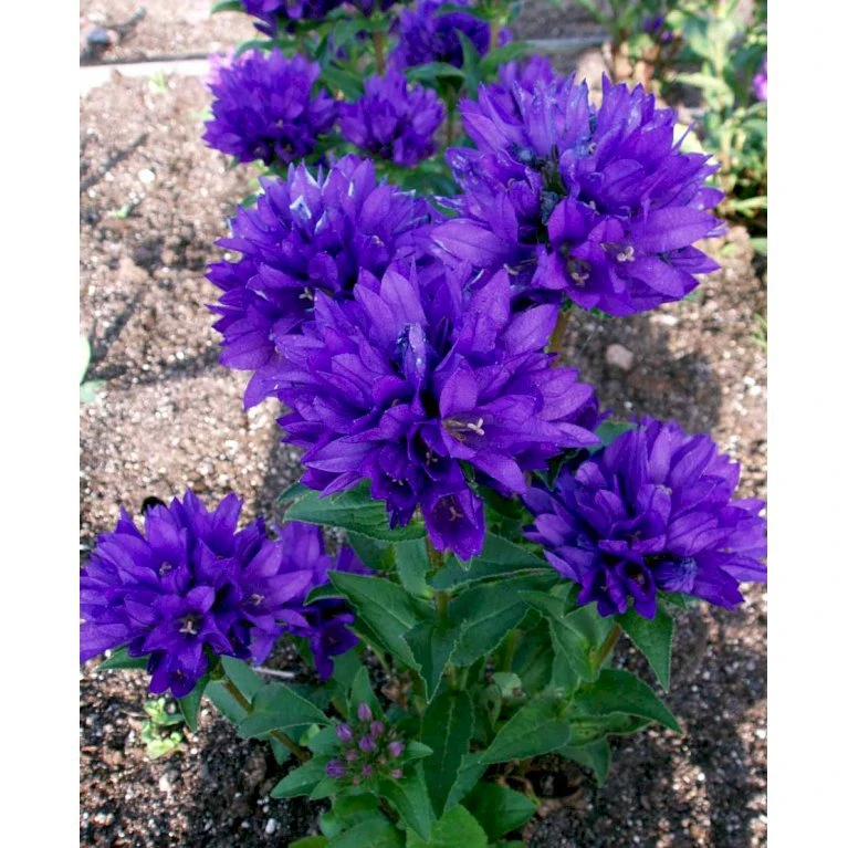 Nøgleklokke 'Superba' Campanula Glomerata 'Superba' 1 liter potte Nøgleklokke 'Superba' Campanula Glomerata 'Superba' 1 Liter Potte -Plantetorvet Butik mi450 campanula glomerata superba 5b91