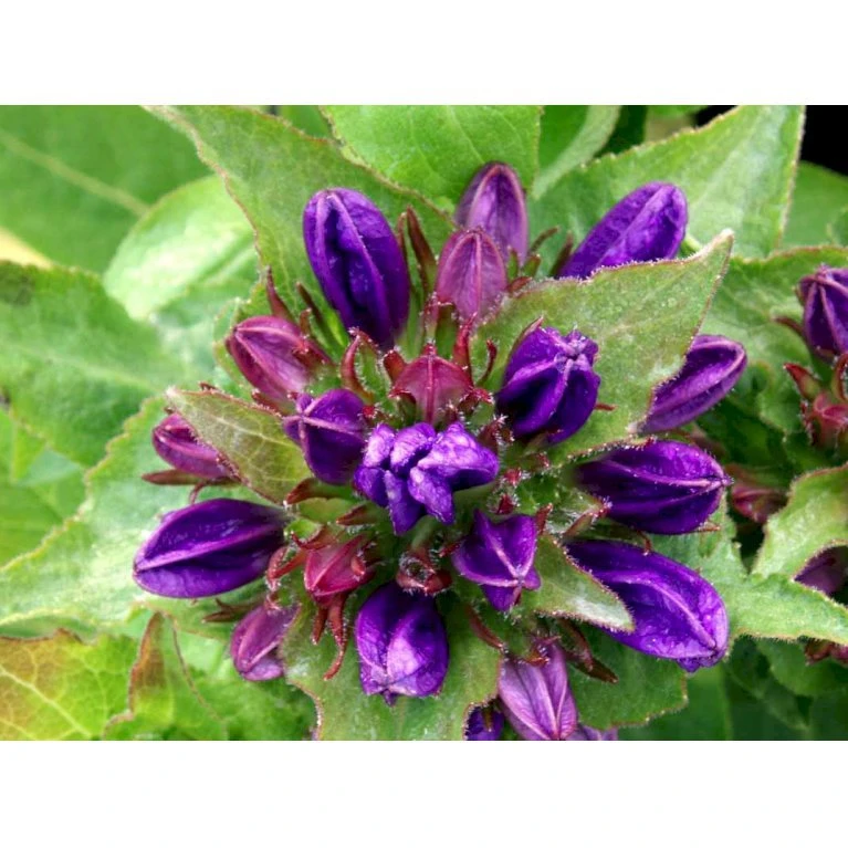 Nøgleklokke 'Superba' Campanula Glomerata 'Superba' 1 liter potte Nøgleklokke 'Superba' Campanula Glomerata 'Superba' 1 Liter Potte -Plantetorvet Butik mi450 campanula glomerata superba dfeb