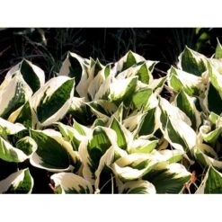 Funkia 'Patriot' Hosta Hybrid 'Patriot' 2 Liter Potte