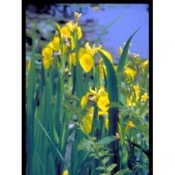 Gul Iris Iris Pseudoacorus 1 Liter Potte 5 Gul Iris Iris Pseudoacorus 1 Liter Potte -Plantetorvet Butik mi4561 iris pseudacorus 7018