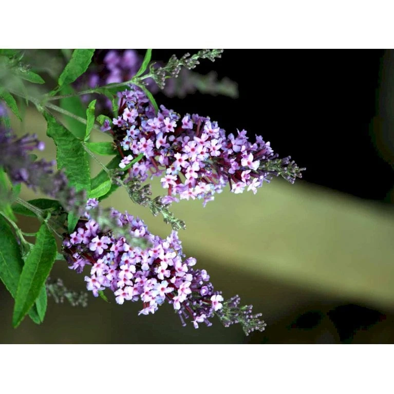 Sommerfuglebusk Buzz 'Violet' Buddleja Buzz 'Violet' 3,0 liter potte Sommerfuglebusk Buzz 'Violet' Buddleja Buzz 'Violet' 3,0 Liter Potte -Plantetorvet Butik mi4568 buddleja davidii buzz tm violet 2355
