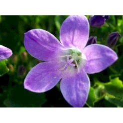 Krybeklokke Campanula Portenschlagiana 10 Cm. Potte -Plantetorvet Butik mi456 campanula portenschlagiana 64dd