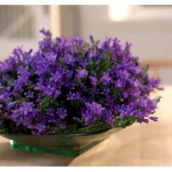 Krybeklokke Campanula Portenschlagiana 10 Cm. Potte -Plantetorvet Butik mi456 campanula portenschlagiana 79e3