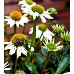 Purpursolhat 'Pow Wow - White' Echinacea Purpurea 'Pow Wow - White' Potte 2 Liter. -Plantetorvet Butik mi4708 echinacea purpurea pow wow white 16e9