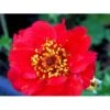 Nellikerod Geum Chiloense 'Mrs. Bradshaw' 1 Liter Potte 1 Nellikerod Geum Chiloense 'Mrs. Bradshaw' 1 Liter Potte -Plantetorvet Butik mi4785 geum chiloense mrs bradshaw 9b50