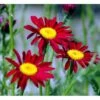 Rosenkrave 'Robinsons Rote' Tanacetum Coccineum 'Robinson's Rote' 1 Liter Potte 1 Rosenkrave 'Robinsons Rote' Tanacetum Coccineum 'Robinson's Rote' 1 Liter Potte -Plantetorvet Butik mi4804 tanacetum parthenium robinsons red 6c59