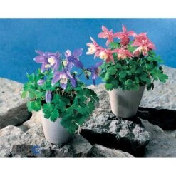 Dværgakeleje Aquilegia Flabellata 'Ministar' 1 Liter Potte 5 Dværgakeleje Aquilegia Flabellata 'Ministar' 1 Liter Potte -Plantetorvet Butik mi4839 aquilegia flabellata 5df7