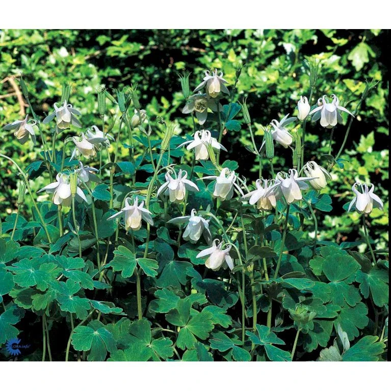 Dværgakeleje Aquilegia Flabellata 'Ministar' 1 liter potte Dværgakeleje Aquilegia Flabellata 'Ministar' 1 Liter Potte -Plantetorvet Butik mi4839 aquilegia flabellata 6eb5