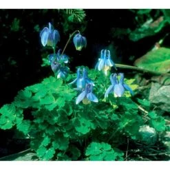 Dværgakeleje Aquilegia Flabellata 'Ministar' 1 Liter Potte 4 Dværgakeleje Aquilegia Flabellata 'Ministar' 1 Liter Potte -Plantetorvet Butik mi4839 aquilegia flabellata 834a