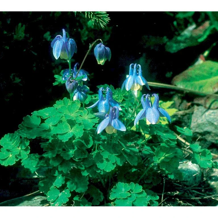 Dværgakeleje Aquilegia Flabellata 'Ministar' 1 liter potte Dværgakeleje Aquilegia Flabellata 'Ministar' 1 Liter Potte -Plantetorvet Butik mi4839 aquilegia flabellata 834a