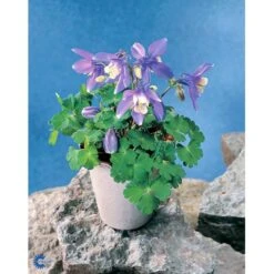 Dværgakeleje Aquilegia Flabellata 'Ministar' 1 Liter Potte 6 Dværgakeleje Aquilegia Flabellata 'Ministar' 1 Liter Potte -Plantetorvet Butik mi4839 aquilegia flabellata a25b