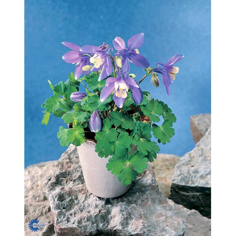 Dværgakeleje Aquilegia Flabellata 'Ministar' 1 liter potte Dværgakeleje Aquilegia Flabellata 'Ministar' 1 Liter Potte -Plantetorvet Butik mi4839 aquilegia flabellata a25b