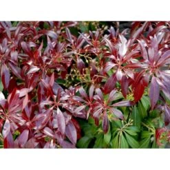 Pieris 'Katsura' Pieris Japonica 'Katsura' Potte 3,0 Liter,- 25-30 Cm. 4 Pieris 'Katsura' Pieris Japonica 'Katsura' Potte 3,0 Liter,- 25-30 Cm. -Plantetorvet Butik mi4904 pieris japonica katsura 06d4