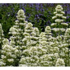 Sporebaldrian 'Albus' Centranthus Ruber 'Albus' 1 Liter Potte 6 Sporebaldrian 'Albus' Centranthus Ruber 'Albus' 1 Liter Potte -Plantetorvet Butik mi507 centranthus ruber albus 854e