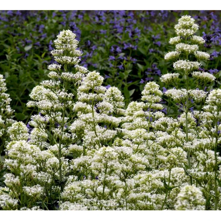 Sporebaldrian 'Albus' Centranthus Ruber 'Albus' 1 liter potte Sporebaldrian 'Albus' Centranthus Ruber 'Albus' 1 Liter Potte -Plantetorvet Butik mi507 centranthus ruber albus 854e