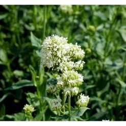 Sporebaldrian 'Albus' Centranthus Ruber 'Albus' 1 Liter Potte 4 Sporebaldrian 'Albus' Centranthus Ruber 'Albus' 1 Liter Potte -Plantetorvet Butik mi507 centranthus ruber albus faaa