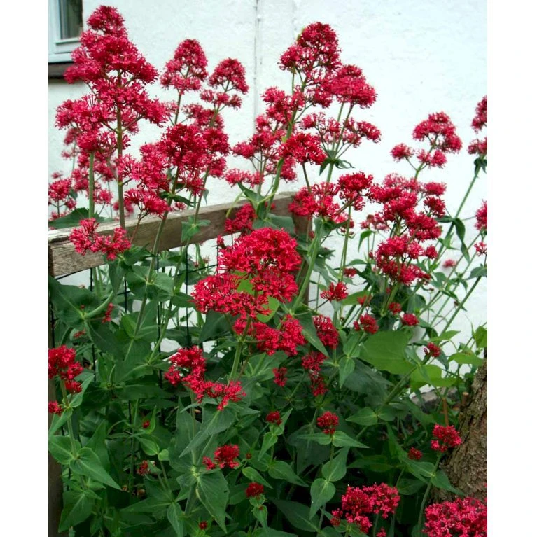 Sporebaldrian 'Coccineus' Centranthus Ruber 'Coccineus' 1 liter potte Sporebaldrian 'Coccineus' Centranthus Ruber 'Coccineus' 1 Liter Potte -Plantetorvet Butik mi508 centranthus ruber coccineus 092f