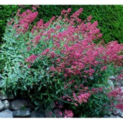 Sporebaldrian 'Coccineus' Centranthus Ruber 'Coccineus' 1 Liter Potte