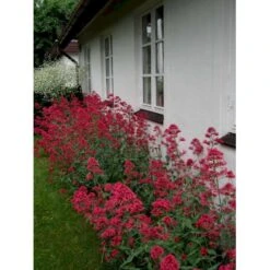 Sporebaldrian 'Coccineus' Centranthus Ruber 'Coccineus' 1 Liter Potte 5 Sporebaldrian 'Coccineus' Centranthus Ruber 'Coccineus' 1 Liter Potte -Plantetorvet Butik mi508 centranthus ruber coccineus 7996