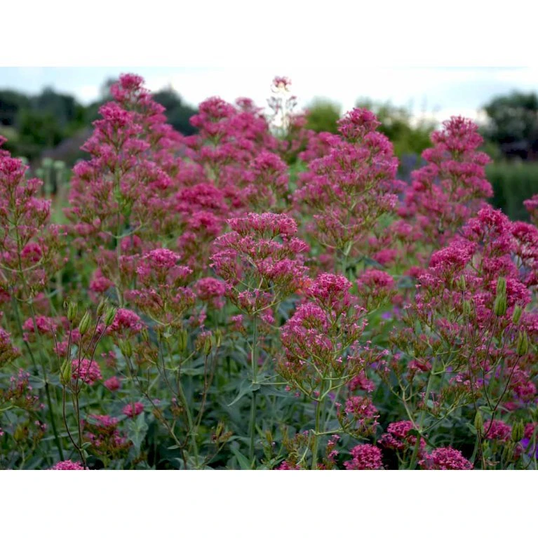 Sporebaldrian 'Coccineus' Centranthus Ruber 'Coccineus' 1 liter potte Sporebaldrian 'Coccineus' Centranthus Ruber 'Coccineus' 1 Liter Potte -Plantetorvet Butik mi508 centranthus ruber coccineus 84e3