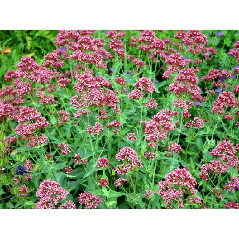 Sporebaldrian 'Coccineus' Centranthus Ruber 'Coccineus' 1 liter potte Sporebaldrian 'Coccineus' Centranthus Ruber 'Coccineus' 1 Liter Potte -Plantetorvet Butik mi508 centranthus ruber coccineus 90d5