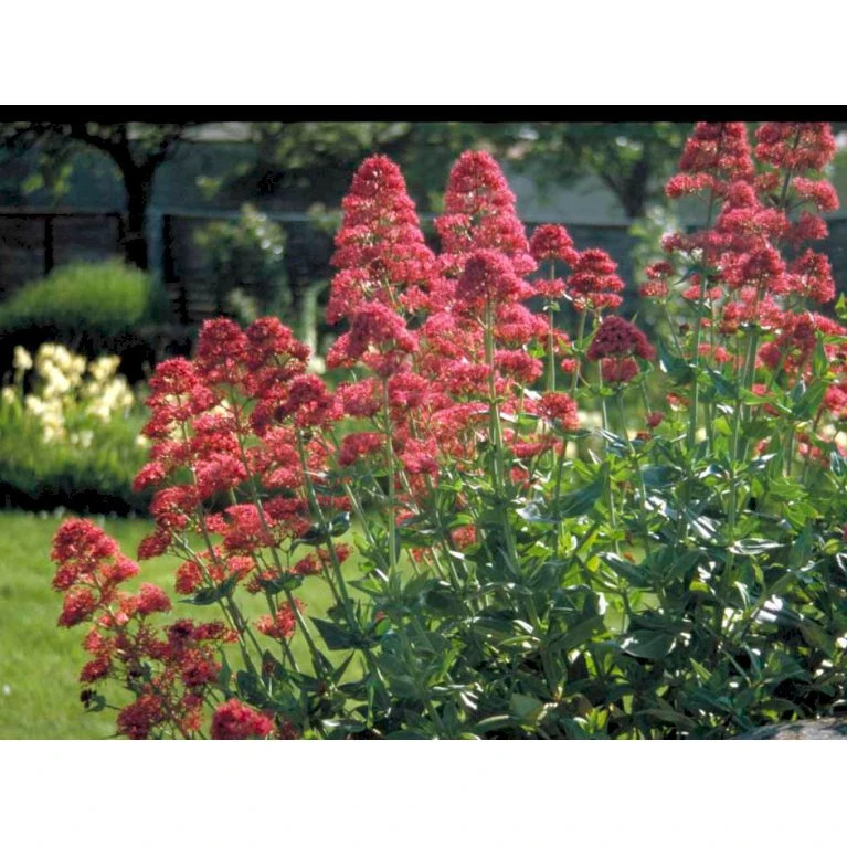 Sporebaldrian 'Coccineus' Centranthus Ruber 'Coccineus' 1 liter potte Sporebaldrian 'Coccineus' Centranthus Ruber 'Coccineus' 1 Liter Potte -Plantetorvet Butik mi508 centranthus ruber coccineus e63d
