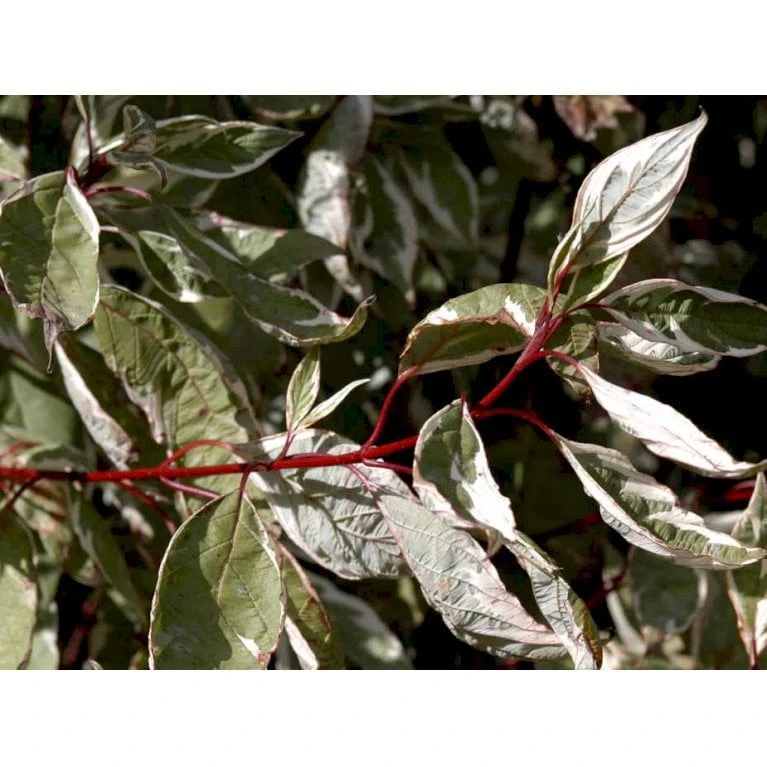 Hvidbroget Kornel 'Elegantissima' Cornus Alba 'Elegantissima' Med klump,- 150-175 cm. Hvidbroget Kornel 'Elegantissima' Cornus Alba 'Elegantissima' Med Klump,- 150-175 Cm. -Plantetorvet Butik mi615 cornus alba elegantissima 5024