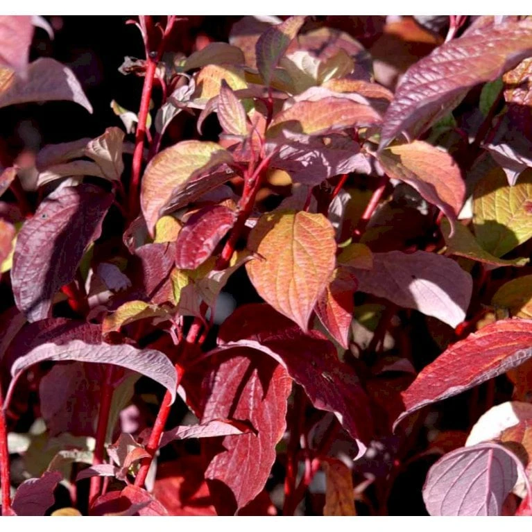 Rødgrenet Kornel 'Sibirica' Cornus Alba 'Sibirica' Potte 12 liter,- 100-125 cm. Rødgrenet Kornel 'Sibirica' Cornus Alba 'Sibirica' Potte 12 Liter,- 100-125 Cm. -Plantetorvet Butik mi618 cornus alba sibirica c10f