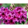 'Azurro' Rhododendron Hybrid 'Azurro' Potte 5,0 Liter,- 30-40 Cm. -Plantetorvet Butik mi6259 rhododendron ponticum hybrid 2419